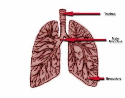 Diagram of human lungs