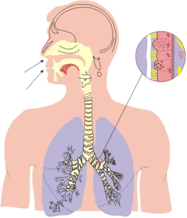 Diagram of the respiratory system