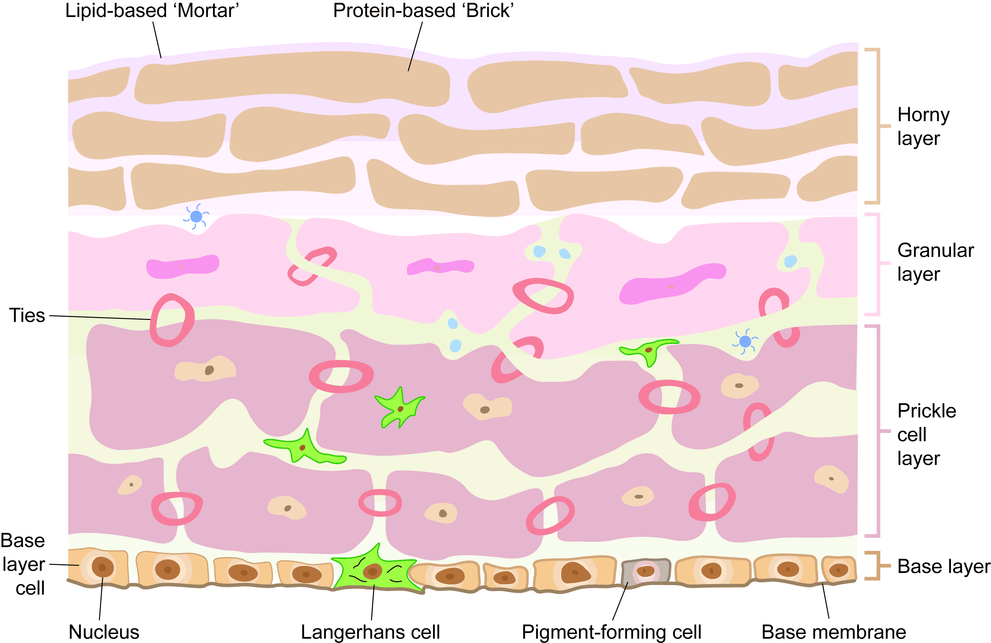 Skin cross section