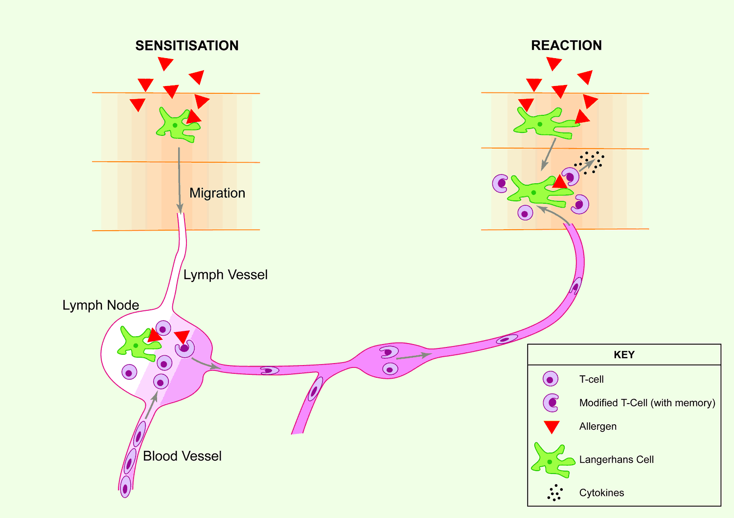 Sensitisation and reaction mechanism